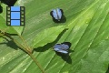 Scene 16 1_Male and female  Arawcus phaea courting on leaf